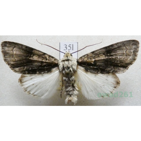 Acronicta alni (Linnaeus, 1767) Wieczernica olszówka Czech35l